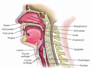 Upper Airway Anatomy - Click to Enlarge